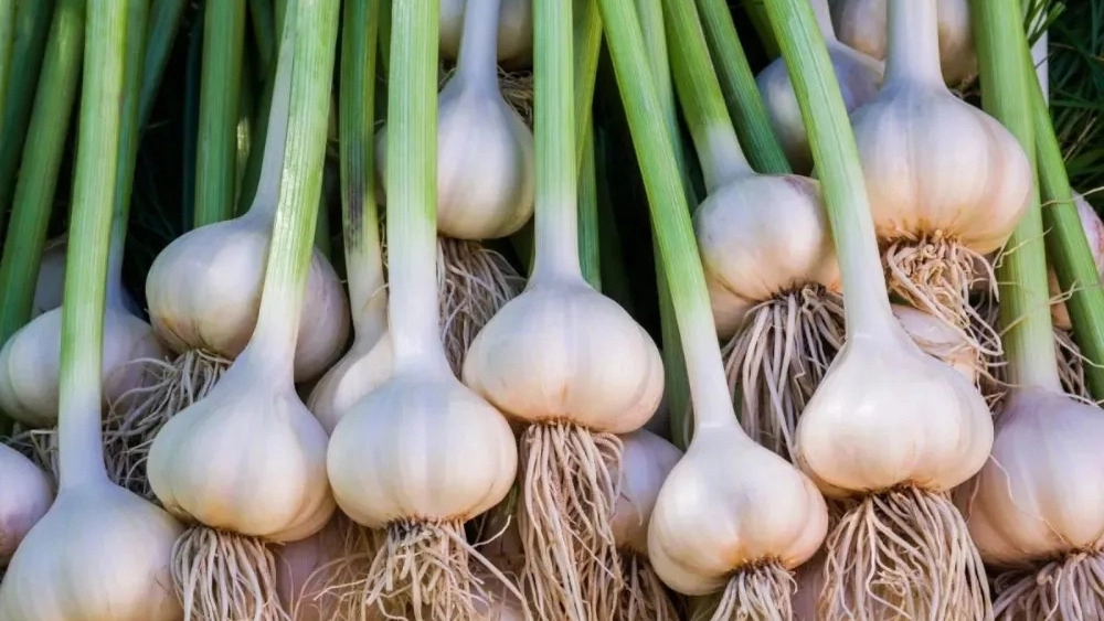 تأمین سیر رستورانی و صنعتی با قیمت عمده از الوند کشت