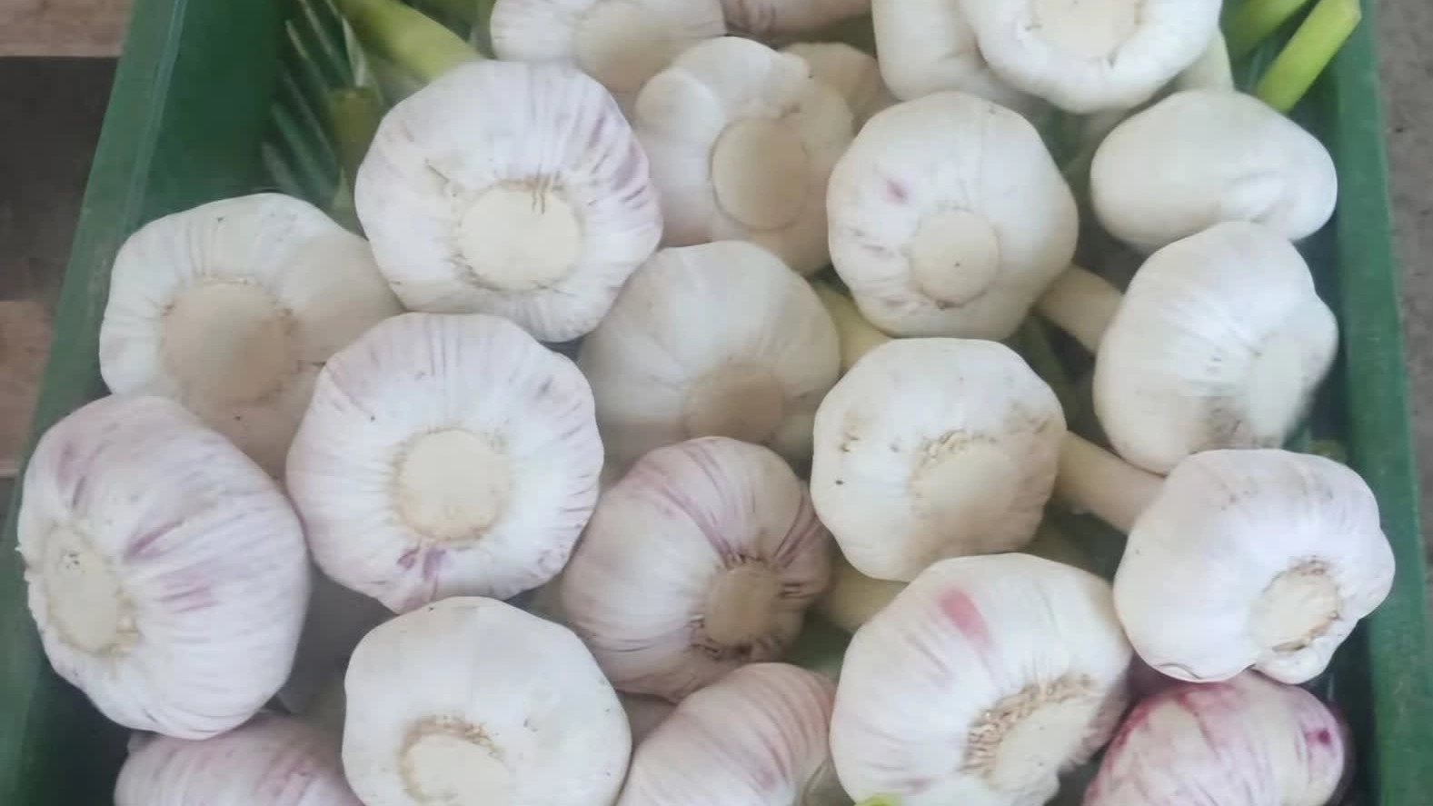 مرکز پخش انواع سیر و مشتقات در همدان سفارش آنلاین