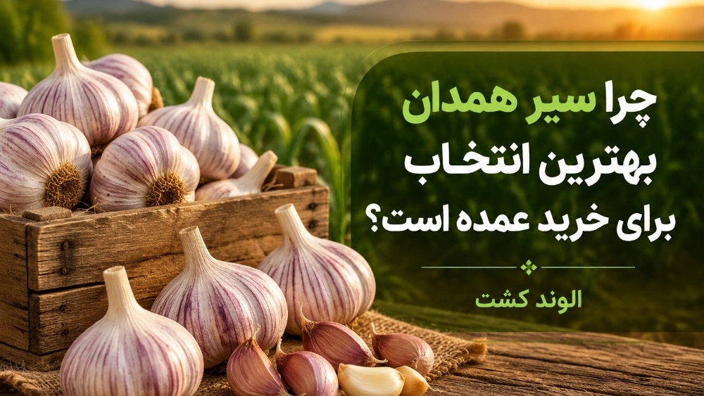 چرا سیر همدان بهترین انتخاب برای خرید عمده است؟