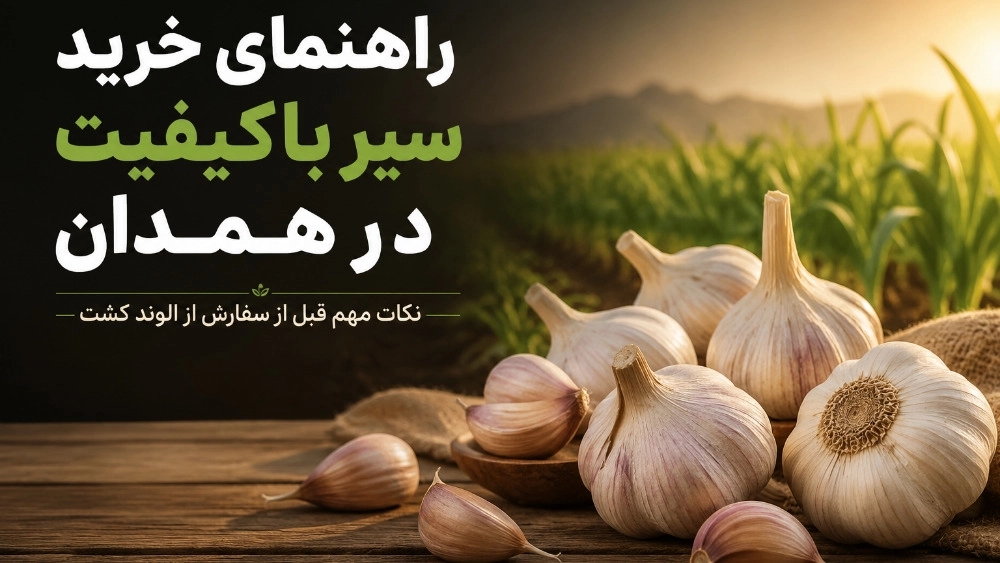 راهنمای خرید سیر باکیفیت در همدان و نکات مهم قبل از سفارش