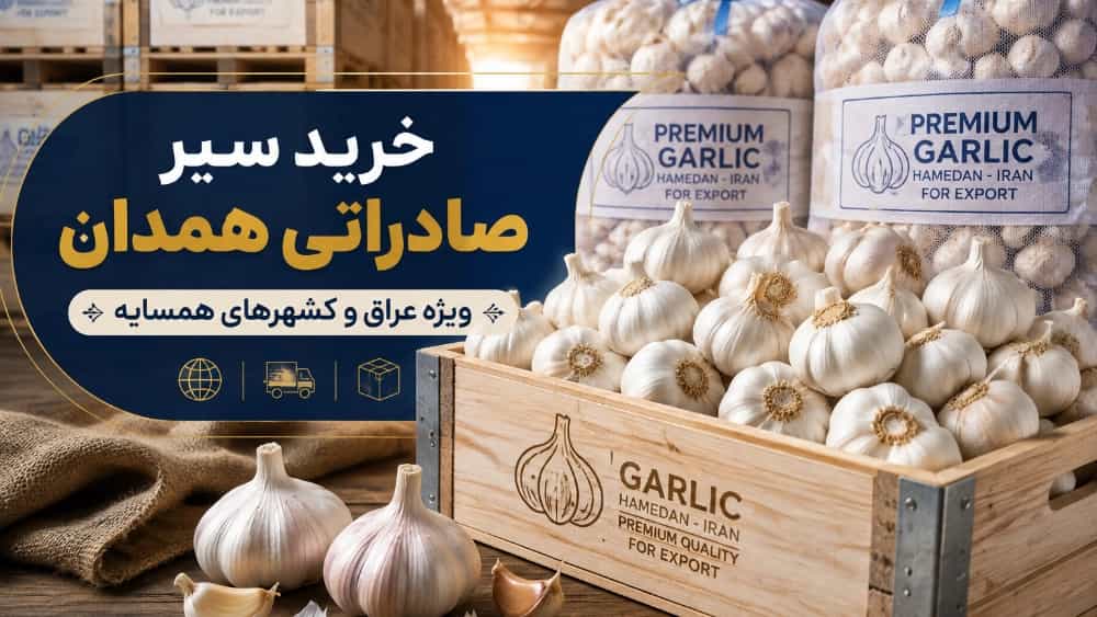 خرید سیر صادراتی برای عراق و کشورهای همسایه از همدان