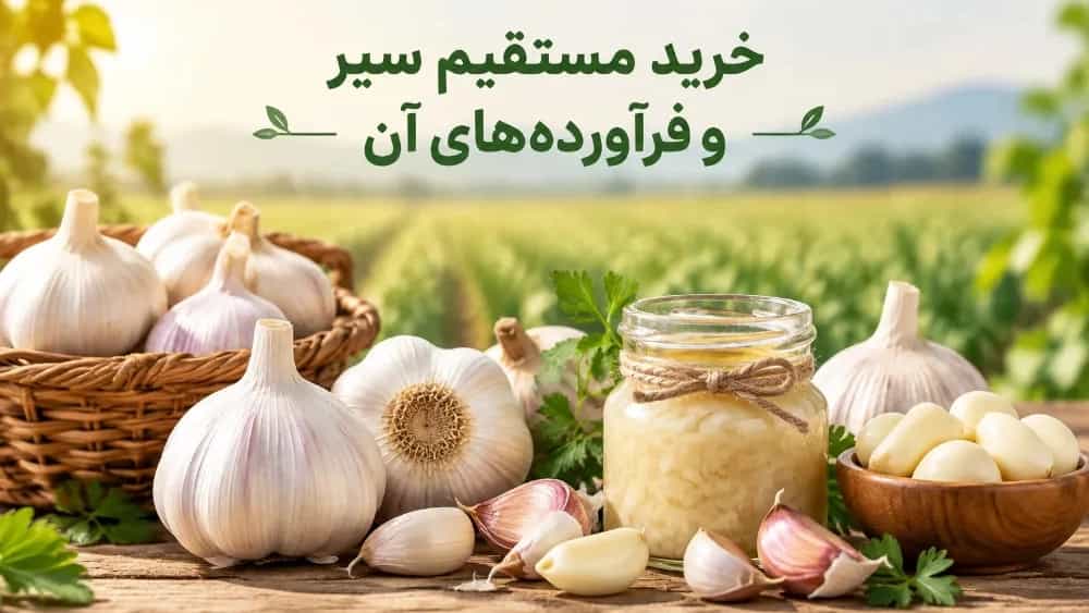 خرید مستقیم سیر و فرآورده‌ های آن از تولیدکننده