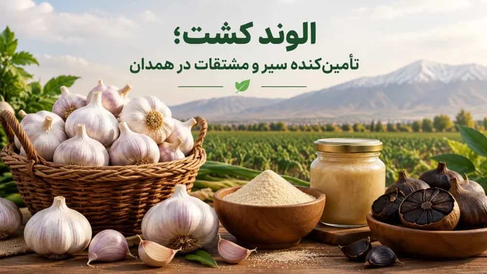 الوند کشت تأمین‌کننده سیر و مشتقات در همدان